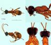 Gelis melanocephalus